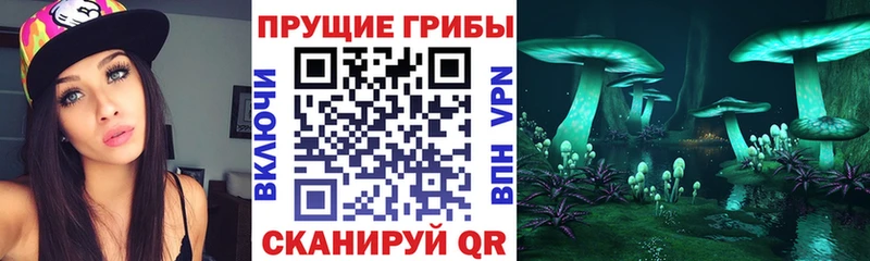Псилоцибиновые грибы Psilocybe  Купить где  Сольцы 